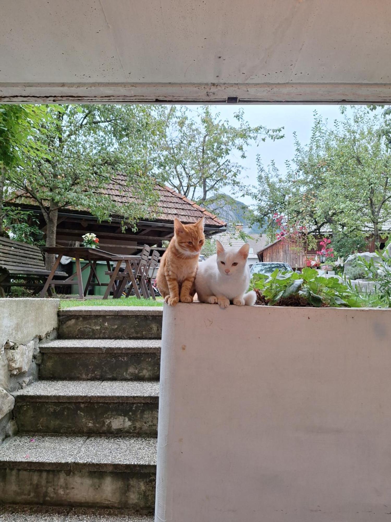 Apartmaji Marinka Hodnik Bohinj Luaran gambar